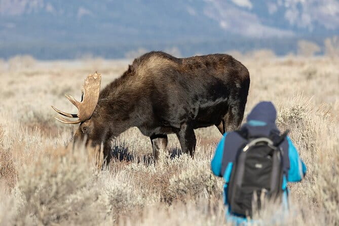 Small-Group Moose Wild Safari from Rovaniemi - FAQ