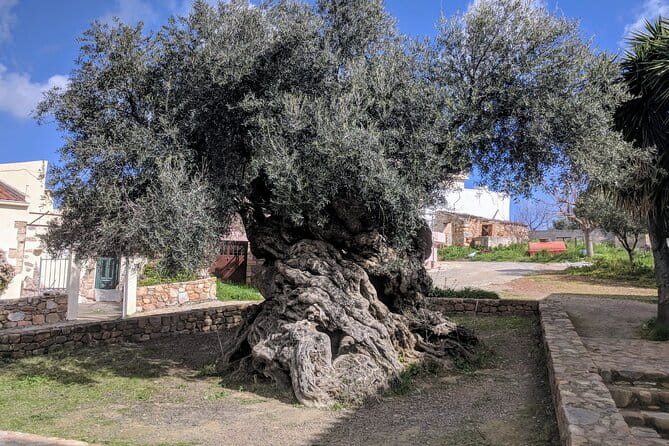 Small Group Olive Oil and Wine Tour with Light Lunch - Key Points and Takeaways