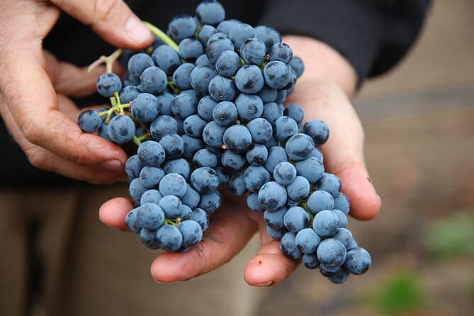 Small Group Olive Oil and Wine Tour with Light Lunch - Entering the Heart of Crete’s Food Culture