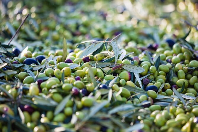 Small Group Olive Oil and Wine Tour with Light Lunch - Who Will Love This Experience?