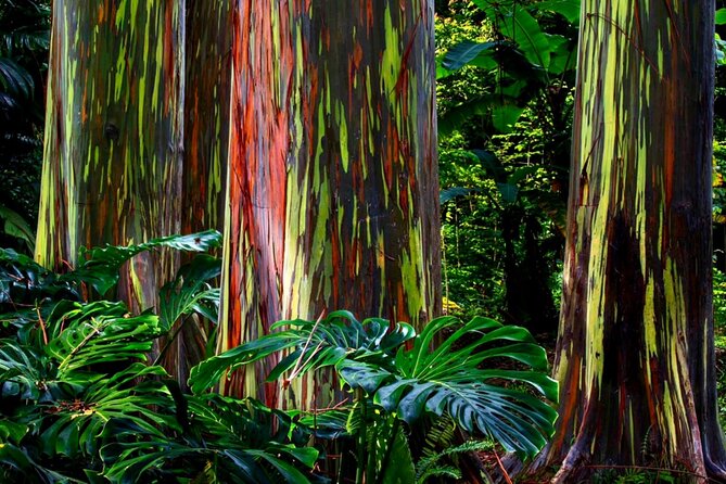 Small Group Road to HāNa Tour 6 to 8 Passengers - Tour Logistics