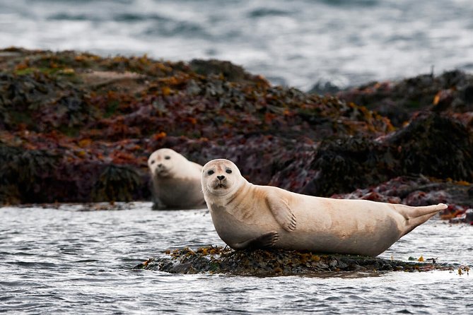 Small-Group Snaefellsnes National Park Day Trip From Reykjavik - Transportation and Logistics