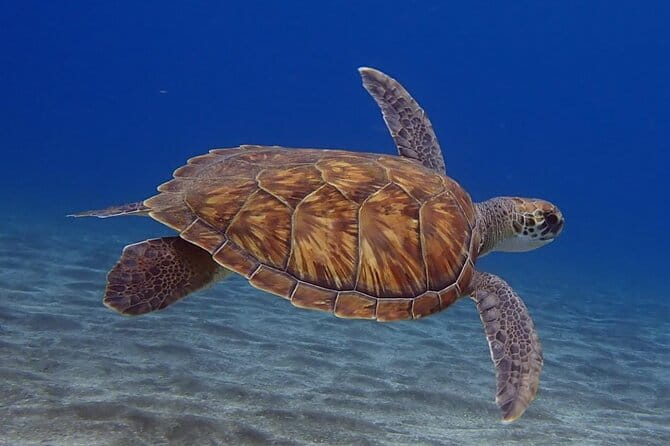 Small Group Snorkeling in Abades Bay with Licensed Guide - Why Choose This Snorkeling Tour in Abades Bay?