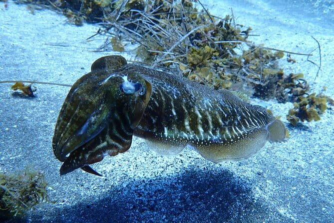 Small Group Snorkeling in Abades Bay with Licensed Guide - Best Fit for Whom?