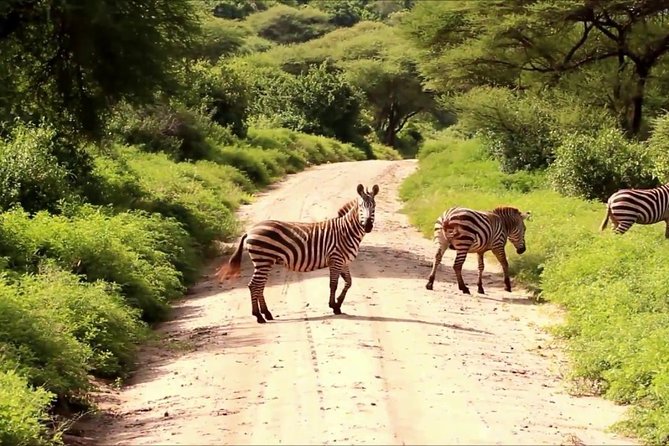 Small Group Tour to Nairobi Park Baby and Optional Baby Elephants - Urban Backdrop