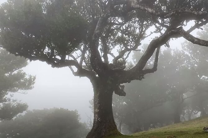 Small Group West Tour Waterfalls & Fanal Forest Tour - Transportation and Pickup/Drop-off