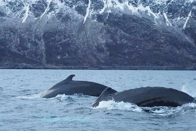 Small group Whale watching - Exploring Alta’s Arctic Waters: What to Expect on This Whale Watching Tour