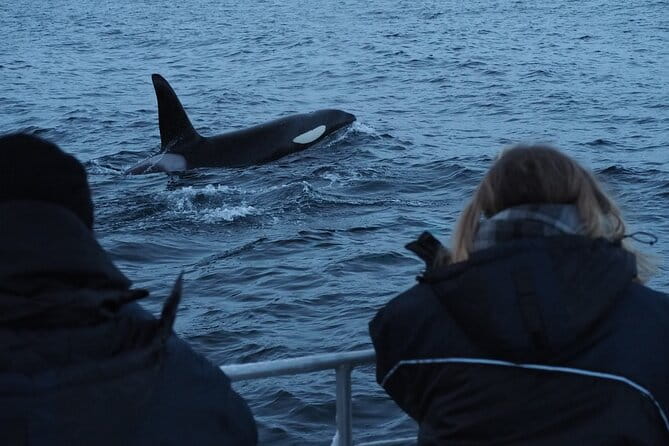 Small group Whale watching - Pricing and Value