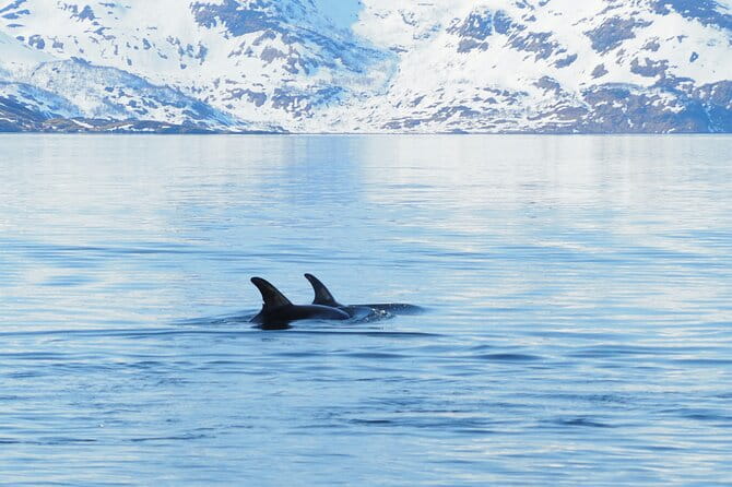 Small group Whale watching - FAQs