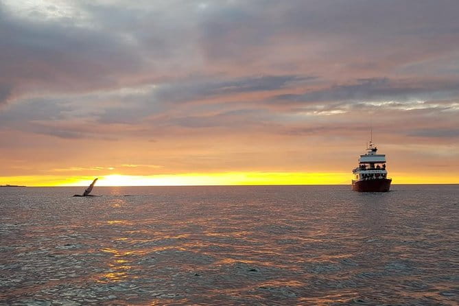 Small-group Whale Watching in the Midnight Sun from Reykjavík - Setting Off from the Old Harbour