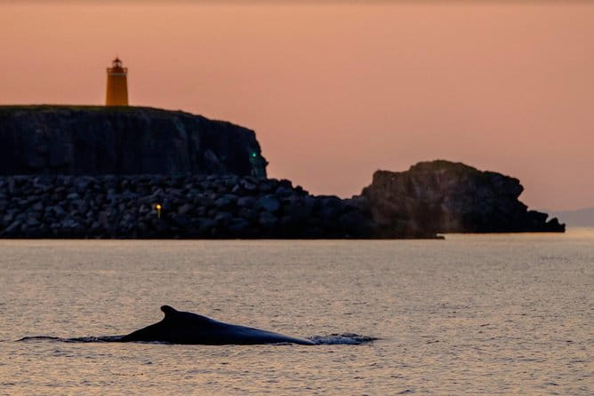 Small-group Whale Watching in the Midnight Sun from Reykjavík - The Guides and Crew: Making the Experience Special