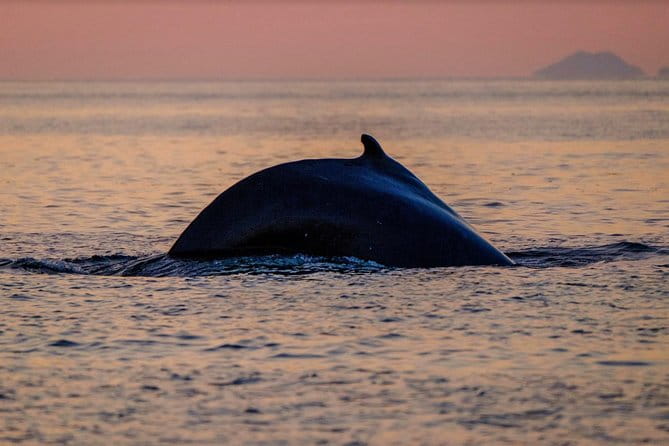 Small-group Whale Watching in the Midnight Sun from Reykjavík - FAQ