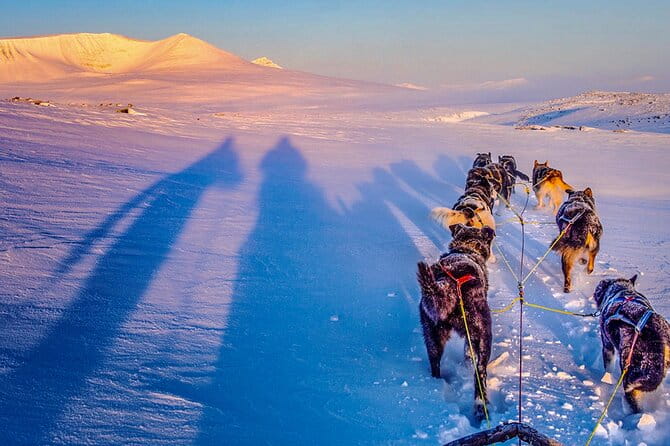 Small Group Wilderness Husky Sledding 2h from Tromsø (car needed) - Key Points