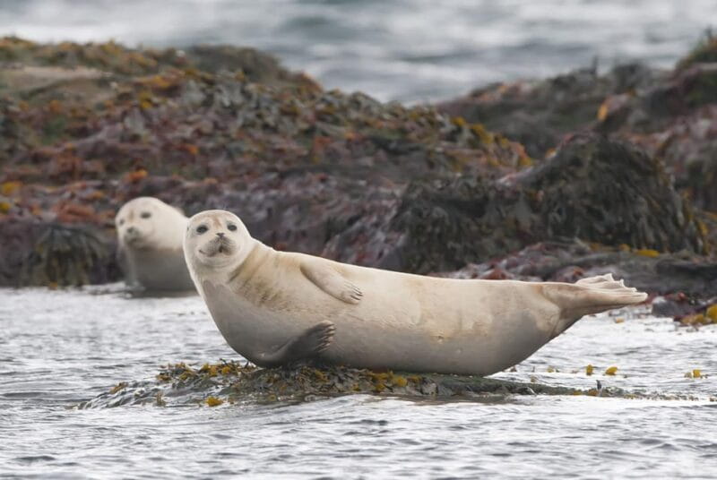 Snaefellsnes Peninsula Adventure: Small Group from Reykjavik - Lóndrangar Basalt Cliffs and Coastal Views