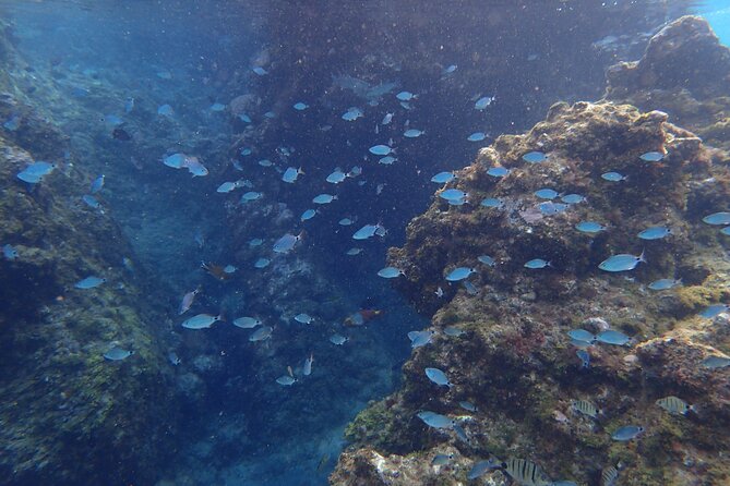 Snorkel Experience in Lanzarote - Positive Reviews and Accolades