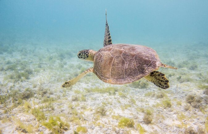 Snorkel Hopping Full Day Trip With F&B - Key Points