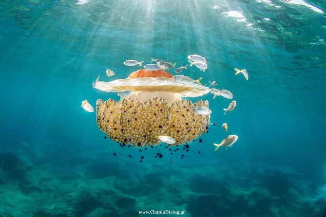 Snorkeling and Boat Tour in Crete - Cancellation and Refund Policy