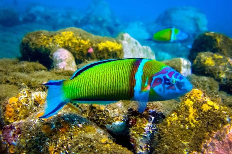 Snorkeling for beginners in crystal clear sea of Halkidiki - Practical Tips for Your Snorkeling Day