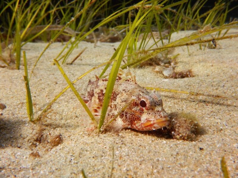 Snorkeling guided tour in beautiful Marathopoli - Price and Value Analysis