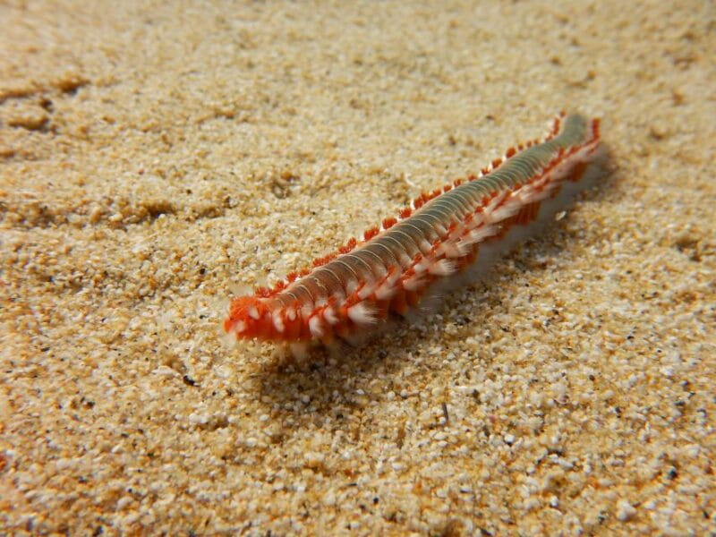 Snorkeling guided tour in beautiful Marathopoli - FAQ