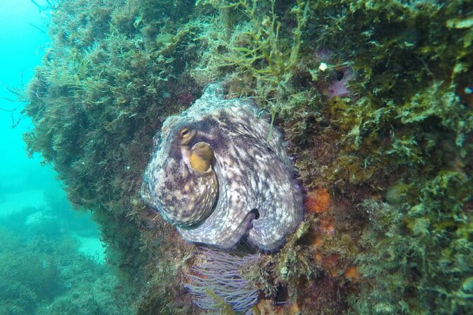 Snorkeling - Marine Park Discovery - Practical Tips for Your Snorkeling Day