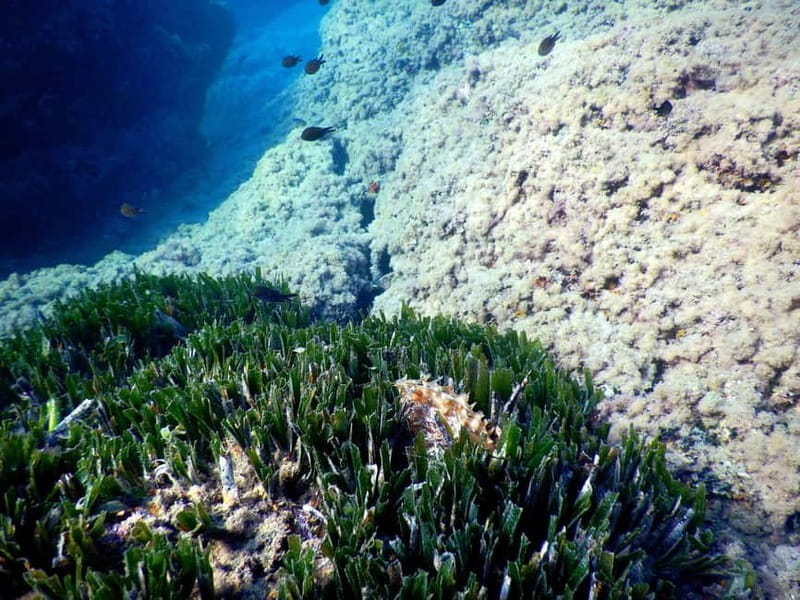 Snorkeling Tour in Levanto: Discover the Wonders of the Sea! - Price and Value: Is It Worth It?