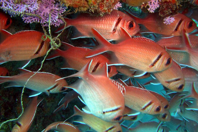 Snorkeling Tour With Fish and Turtles in San Juan - Accessibility