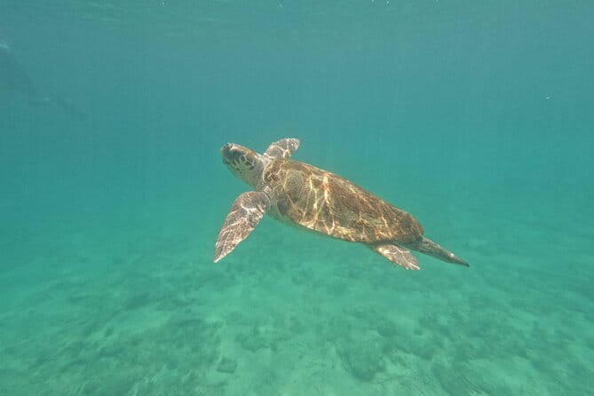 snorkeling ,Turtle Watching in Cyprus - Key Points