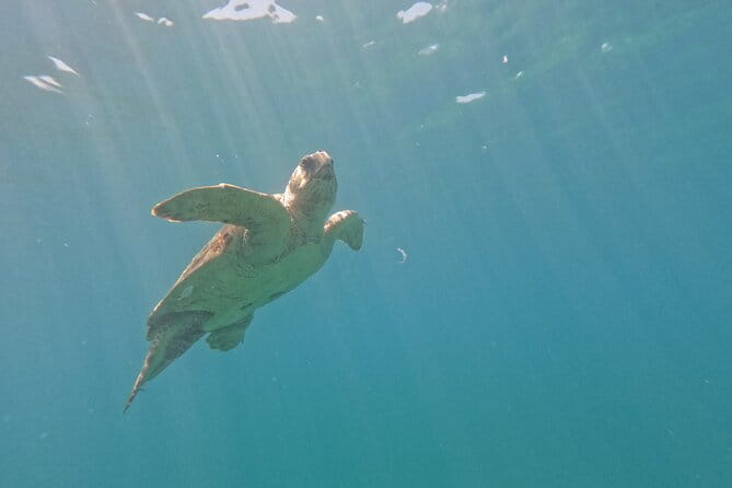 snorkeling ,Turtle Watching in Cyprus - Final Thoughts