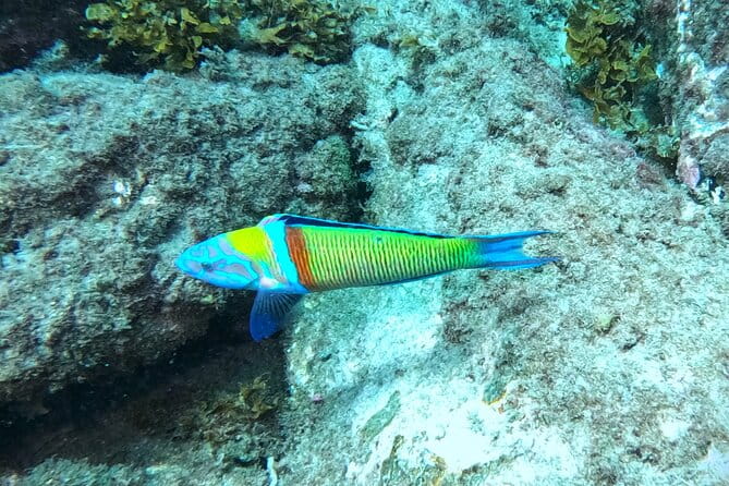 Snorkeling with a Professional Instructor in Tenerife - What Makes This Tour Stand Out?
