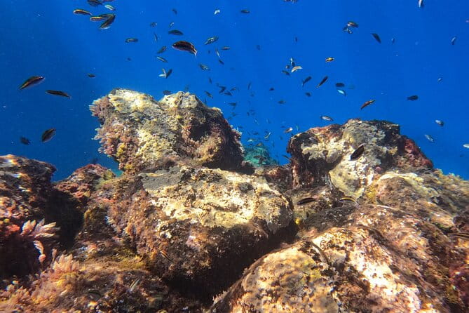 Snorkeling with a Professional Instructor in Tenerife - FAQ
