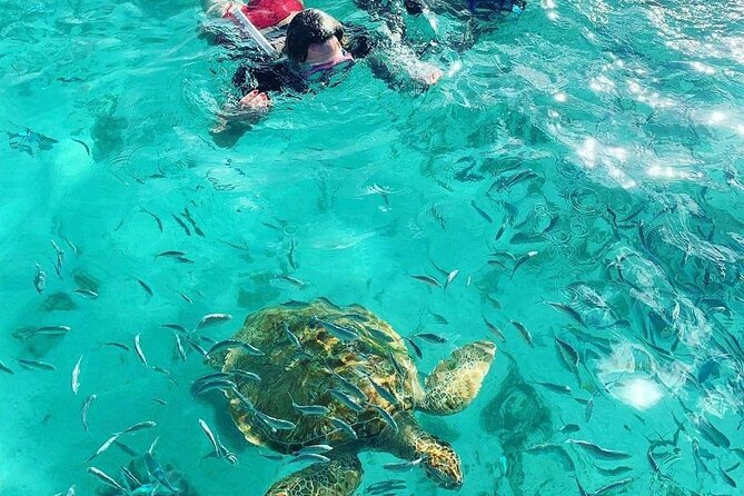 Snorkeling With Giant Turtles, the Red Church, Pamplemousses Garden & Port Louis - Tour Duration and Group Size