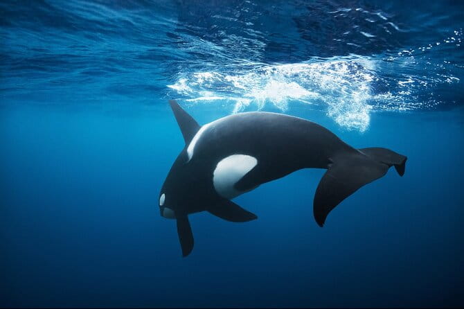 Snorkeling with Orcas In Norway, 4 days All-Inclusive expedition - A Deep Dive into the Norwegian Whale Expedition