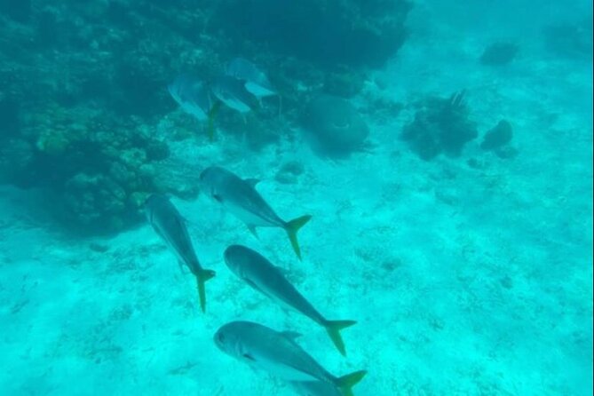 Snorkeling With Sea Scooters and Sea Adventure - Accessibility