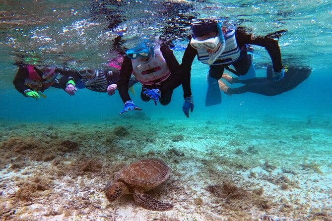 Snorkeling With Sea Turtles - Meeting and Pickup Information