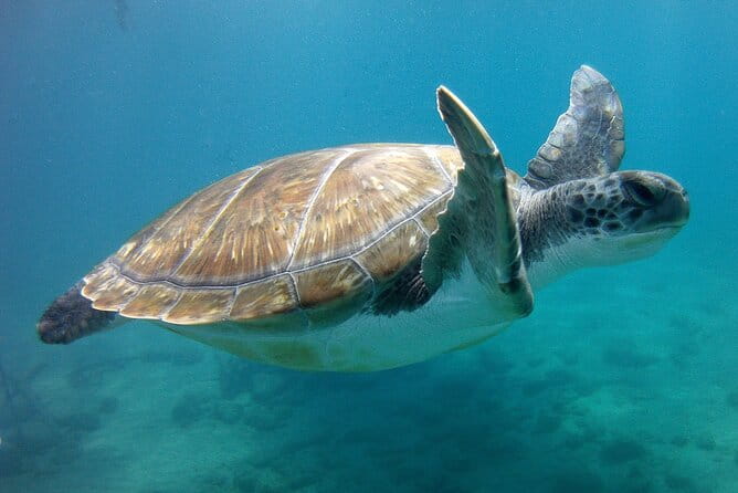 Snorkelling safari in a turtle area - The Real Value of This Snorkelling Tour