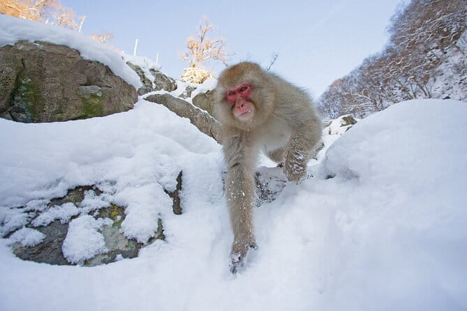 Snow Monkey and Obuse From Nagano - Explore the Snow Monkey Park