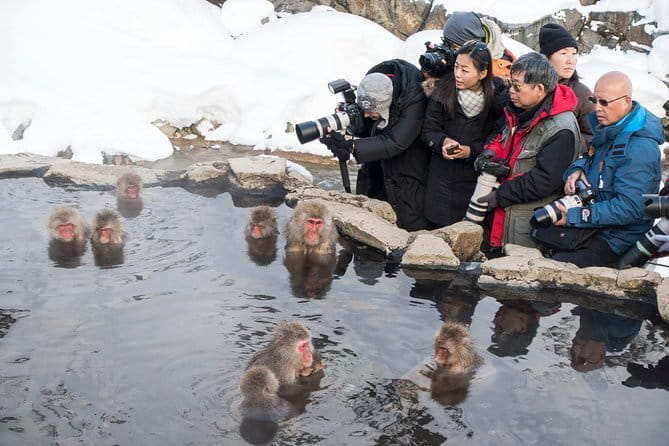 Snow Monkey and Obuse From Nagano - Discover Obuse, the Historic Town