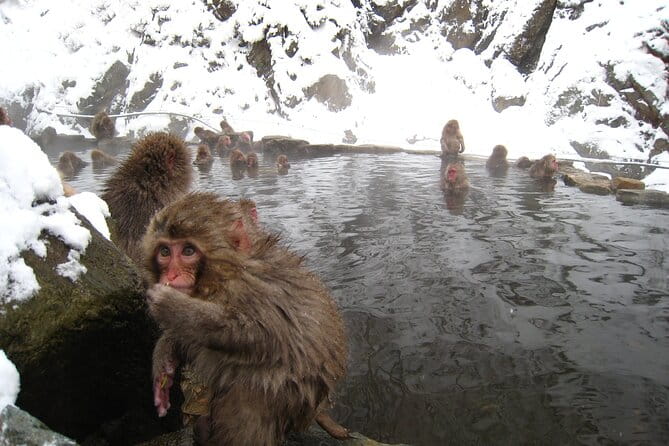 Snow Monkey and Takada Castle Cherry Blossom Illumination Tour - Cancellation and Payment Policies