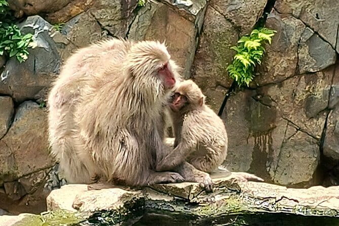 Snow Monkey Nagano One Day Private Tour With English Guide. - Participant Information