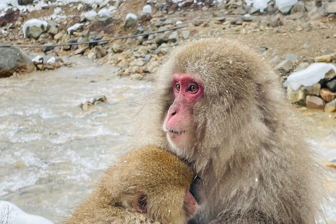 Snow Monkey Nagano One Day Private Tour With English Guide. - Highlights of the Tour