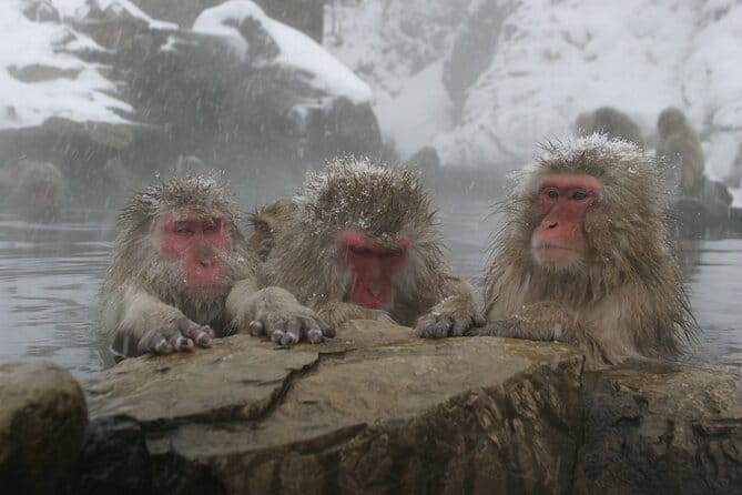 Snow Monkey Park & Miso Production Day Tour From Nagano - Itinerary Details