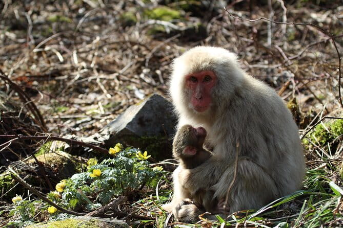 Snow Monkey Park & Miso Production Day Tour From Nagano - Transportation and Accessibility