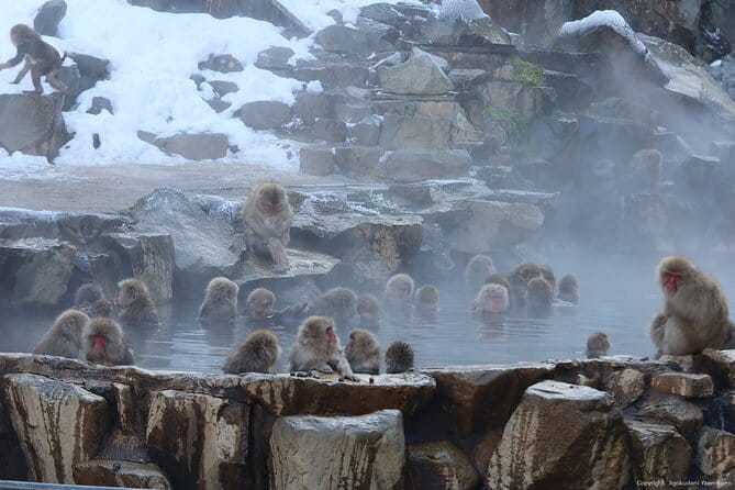 Snow Monkey Park Private Tour From Tokyo With Licensed Guide - Pickup and Meeting Details