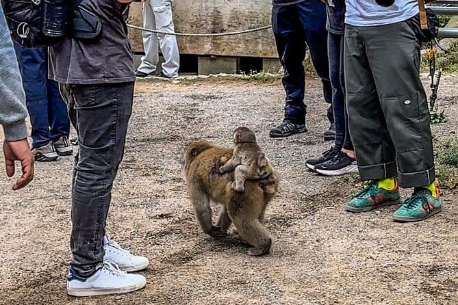 Snow Monkey Park Private Tour From Tokyo With Licensed Guide - Itinerary