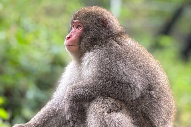 Snow Monkey Park Private Tour From Tokyo With Licensed Guide - Frequently Asked Questions (FAQs)