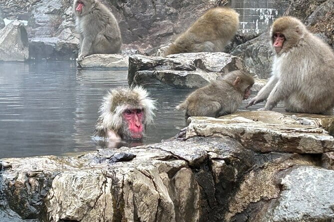 Snow Monkey Park Tour, From/To Tokyo, 2-12 Guests - Flexible Itinerary and Logistics