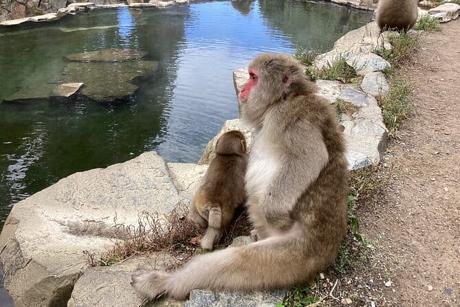 Snow Monkey Park Tour, From/To Tokyo, 2-12 Guests - Tour Inclusions and Pricing Details