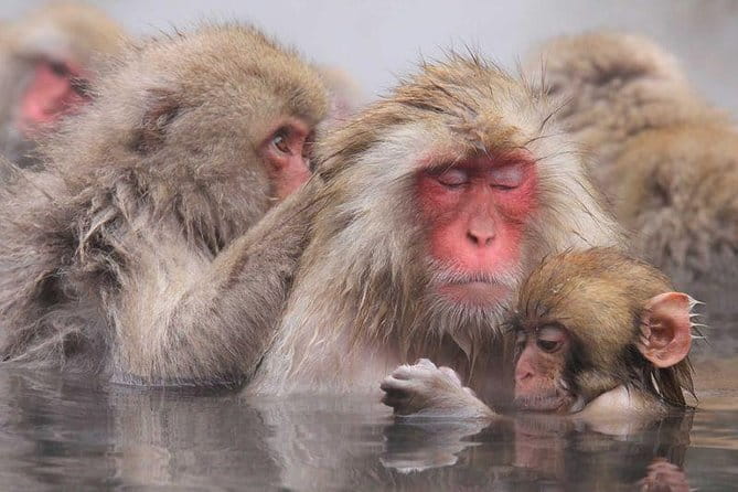 Snow Monkey Park Tour, From/To Tokyo, 2-12 Guests - Accessibility and Safety Considerations