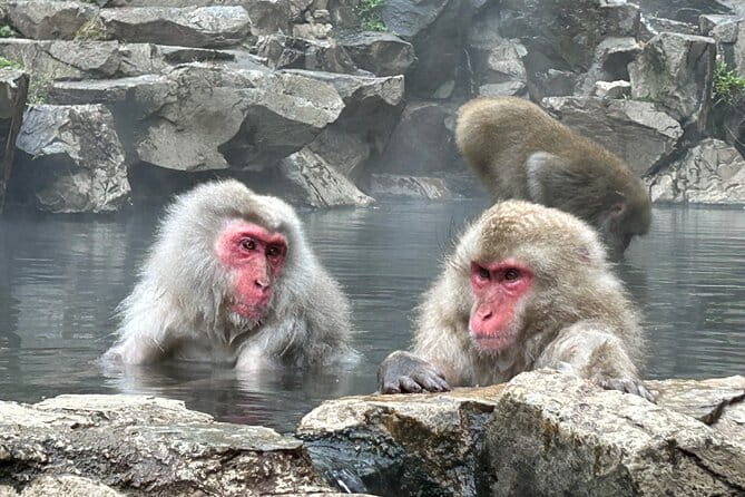 Snow Monkey Park Tour, From/To Tokyo, 2-12 Guests - Customer Reviews and Ratings